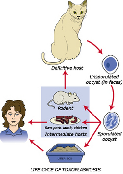 Toxoplasmosis.jpg