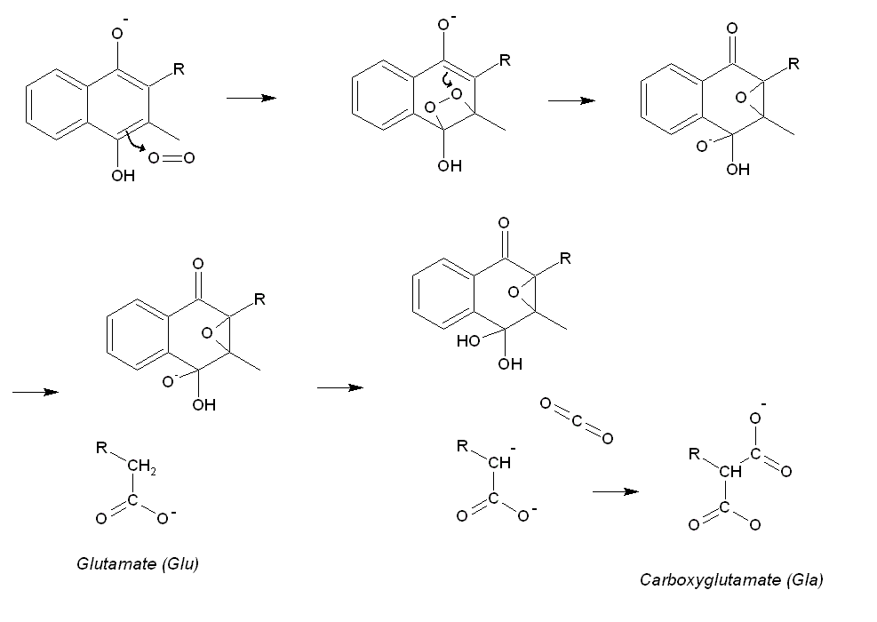 VitK mechanism.gif