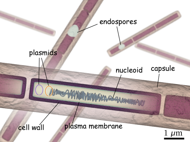 B anthracis diagram en.png