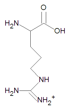 Arginine stick figure.jpg