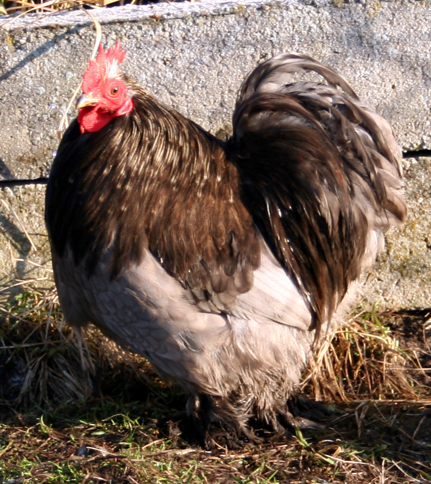 picture of a chicken