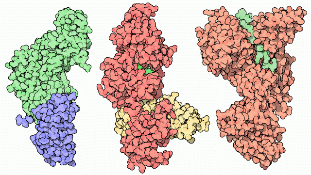 Anthrax toxin components.png