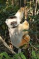 Diademed sifaka Propithecus diadema