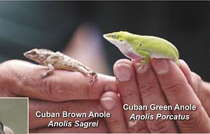 Cuban Anoles.jpg