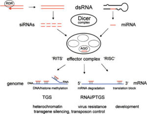 RNAsilenceOVERVIEW.jpg