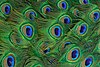 Lightmatter peacock tailfeathers closeup.jpg