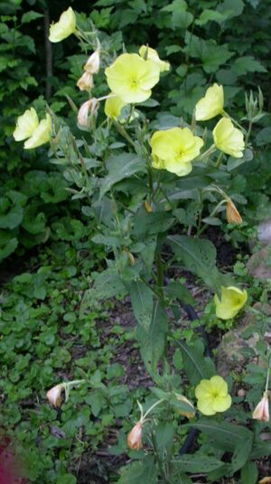 Common evening primrose.jpg