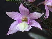 Leptotes harryphilllipsii