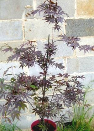 A Palmatum Dissectum Atropurpureum.JPG