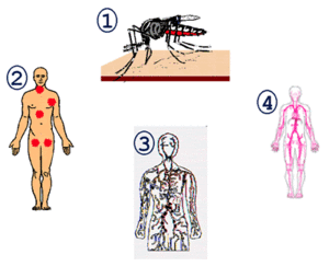 Replication-and-transmission-part1.gif