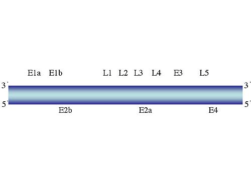 Adenoviruses-genome.jpg