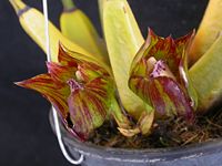 Bifrenaria tetragona