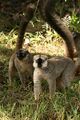 Red-fronted brown lemur Eulemur rufus. Male right, female left