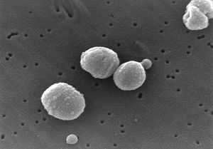 Streptococcus pneumoniae.jpg