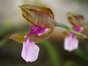 Miltonia russelliana.jpg