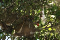 A pair of Eastern Woolly lemurs, (Avahi laniger) nesting during the day. Note the distinctive white stripe along the thigh which is one of the most distinguishing features of the woolly lemurs.