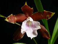 Miltonia candida