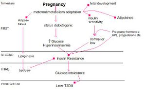 Pathology of GDM.jpg