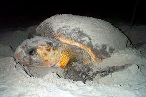 2JuneLoggerhead11lite-med.jpg