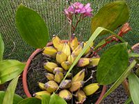 Bifrenaria tyrianthina