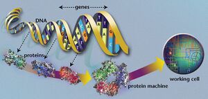 DNA to living system2.jpg