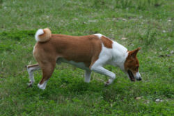 Basenji2-at-DWP.jpg