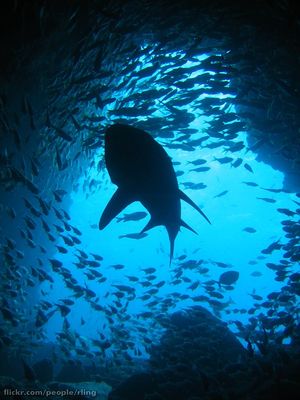 Grey Nurse Shark.jpg