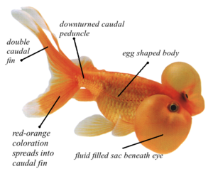 Bubble-eye Goldfish