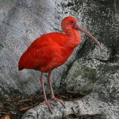 Seen at the San Diego Zoo