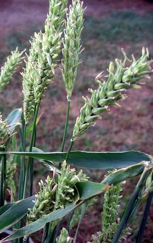 Forage barley.JPG