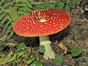 Amanita muscaria 01.jpg