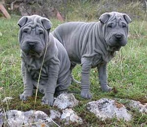 Shar pei welpen.jpg