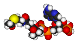 Acetyl-coenzyme-A-3D-vdW.png