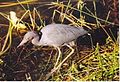 A little blue heron hunting near water on Anhinga Trail.