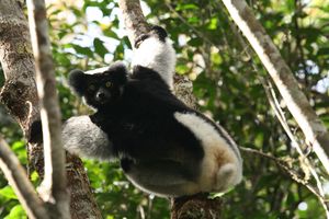 Indri2.jpg