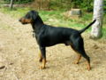 German Pinscher