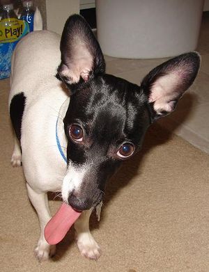 Jackrat terrier2.JPG