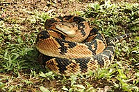 Bushmaster, L. muta