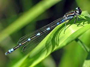 Damselfly.jpg