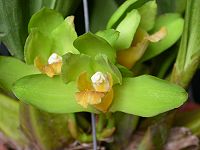 Bifrenaria inodora