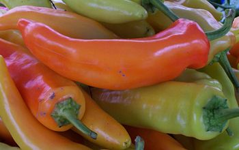 "Hungarian Wax", a hot pepper.