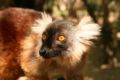 Female Black Lemur Eulemur macaco