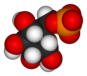 Glucose-6-phosphate-3D-vdW.png