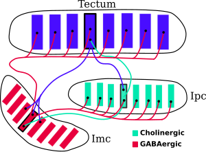 Isthmii circuit.svg