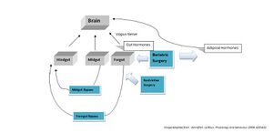 Regulation of appetite.jpg