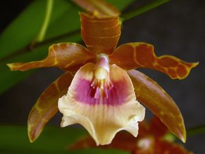 Miltonia leucoglossa.jpg