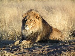 Lion waiting in Nambia.jpg