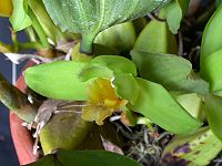 Bifrenaria inodora