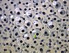 Frogspawn closeup.jpg