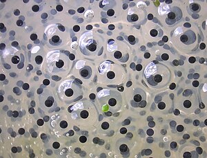 Frogspawn closeup.jpg